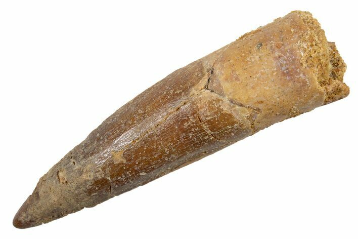 Fossil Spinosaurus Tooth - Real Dinosaur Tooth #345903